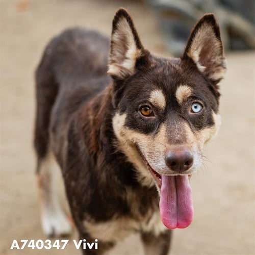VIVI - Siberian Husky available for adoption