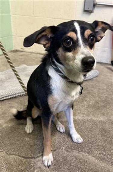 MARLEY - Chihuahua / Terrier available for adoption