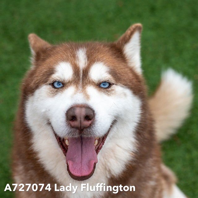 LADY FLUFFINGTON - Siberian Husky available for adoption