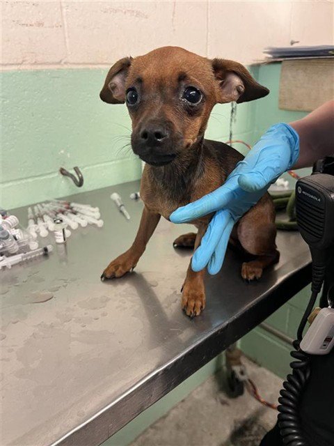 BEAR - Chihuahua for adoption in Roseville