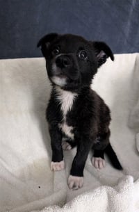 PUP 3 - Photo 1