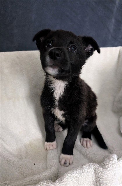 PUP 3 - Belgian Shepherd Malinois / Great Dane available for adoption