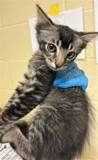 SASKATOON - Domestic Short Hair available for adoption
