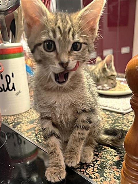 REBA - Domestic Short Hair available for adoption
