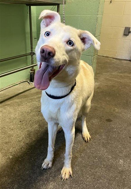 A740071 - Siberian Husky available for adoption