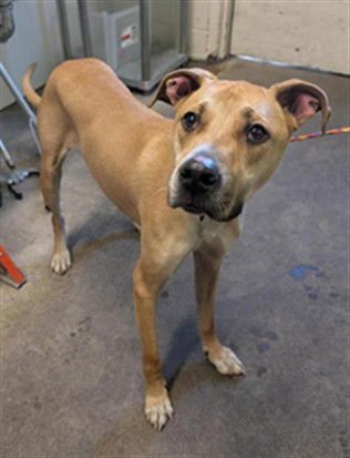 SUNSHINE - Pit Bull Terrier available for adoption