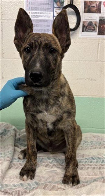FRED - Belgian Shepherd Malinois / Pit Bull Terrier available for adoption