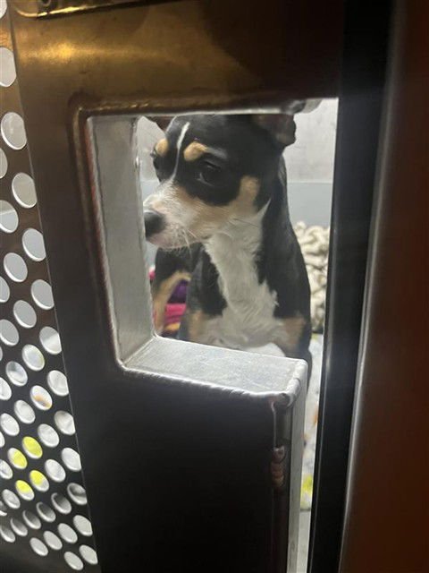STEVIE NICKS - Chihuahua for adoption in Sacramento