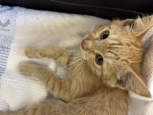 *BARN CAT*REGINALD - Domestic Short Hair available for adoption