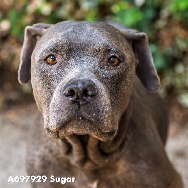 SUGAR Image