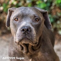 SUGAR - Photo 1