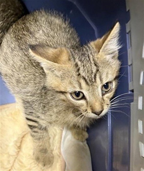 TAQUITO - Domestic Short Hair available for adoption