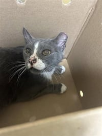 *BARN CAT* THUNDER - Photo 1