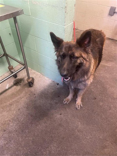 BARBARO - German Shepherd Dog available for adoption
