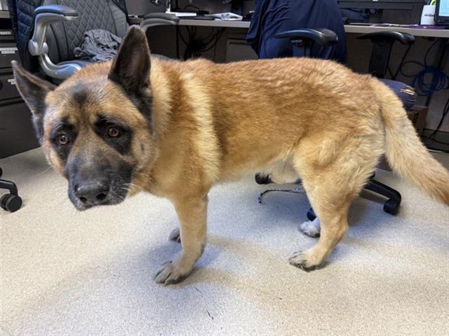 ARTHUR - German Shepherd Dog available for adoption