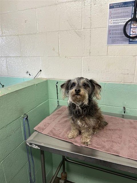 DUMBO - Miniature Schnauzer available for adoption