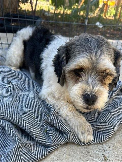 IFAN - Shih Tzu / Terrier available for adoption