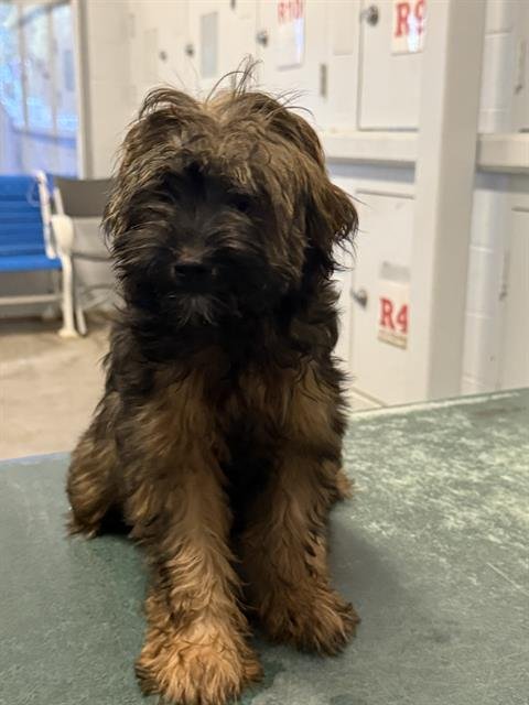 A740659 - Yorkshire Terrier Yorkie available for adoption