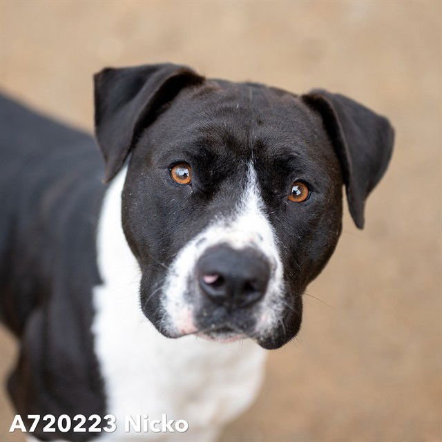 NICKO - Pit Bull Terrier available for adoption
