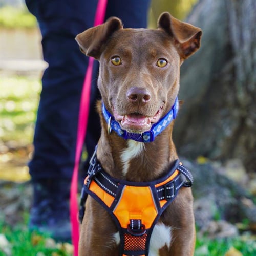 WREN - Terrier available for adoption