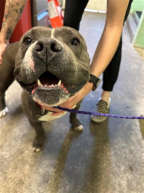 GARRISON - Pit Bull Terrier available for adoption