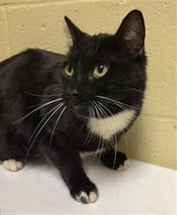 BLACKIE - Photo 1