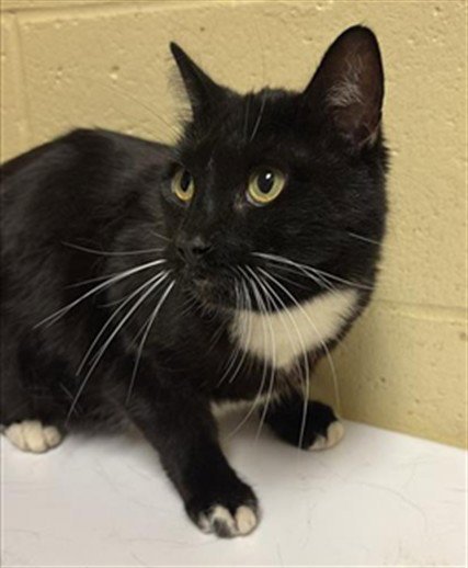BLACKIE - Domestic Short Hair available for adoption