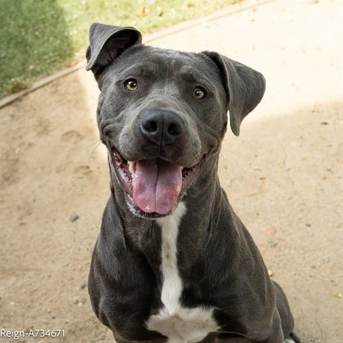 REIGN - Pit Bull Terrier available for adoption