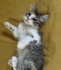 CALLIE - Photo 1