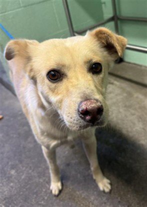 BILLY JOEL - Labrador Retriever available for adoption