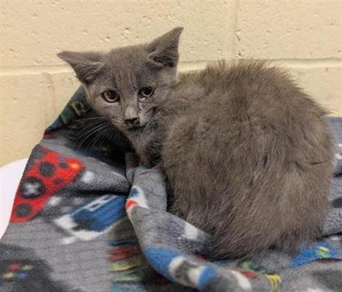 A738717 - Domestic Short Hair available for adoption