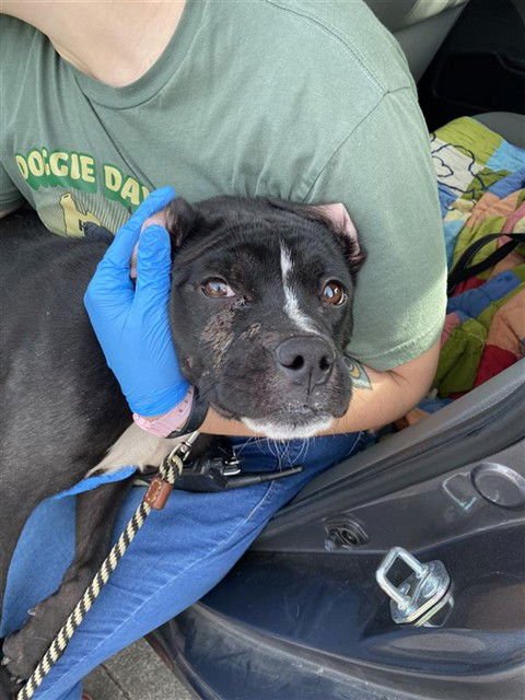 DIAMOND - Pit Bull Terrier available for adoption