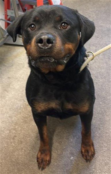 KAYO - Rottweiler available for adoption
