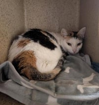 BARN CAT AUTUMN - Photo 1