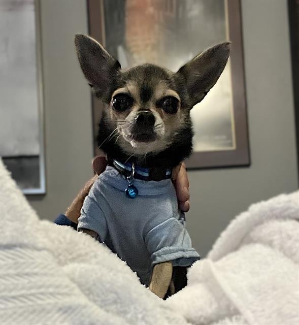 RODRIGO - Chihuahua available for adoption