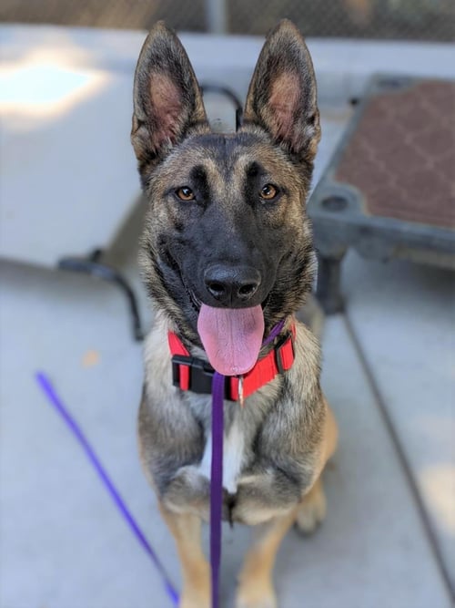 ALASKA - Belgian Shepherd Malinois available for adoption