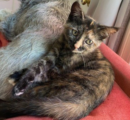 SEQUOIA - Domestic Short Hair available for adoption