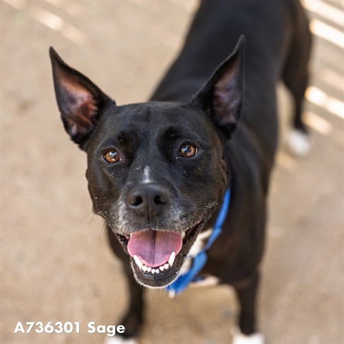 SAGE - Pit Bull Terrier available for adoption