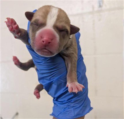 A737237 - Pit Bull Terrier / Siberian Husky available for adoption