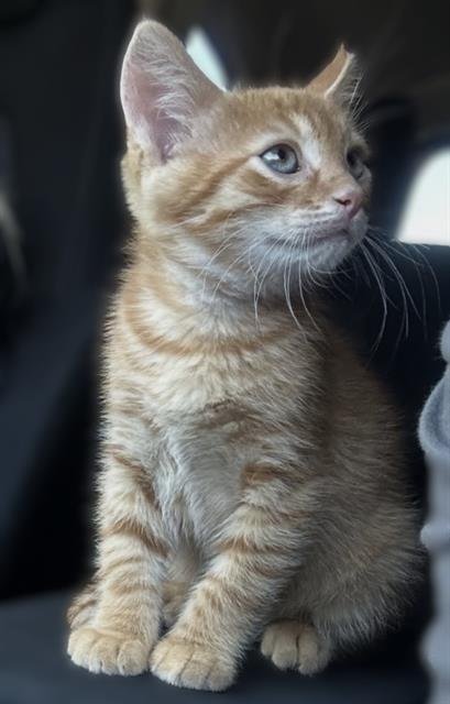 CHEETO - Domestic Short Hair available for adoption