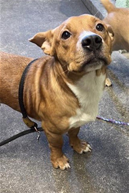A739972 - Pit Bull Terrier available for adoption
