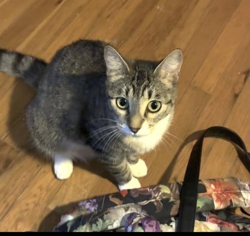 MAMMA JUNEAU - Domestic Short Hair available for adoption