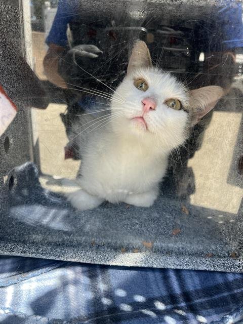 AUTUMN - Domestic Short Hair for adoption in Sacramento