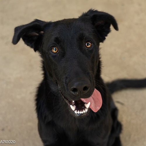 ANTONIO - German Shepherd Dog available for adoption