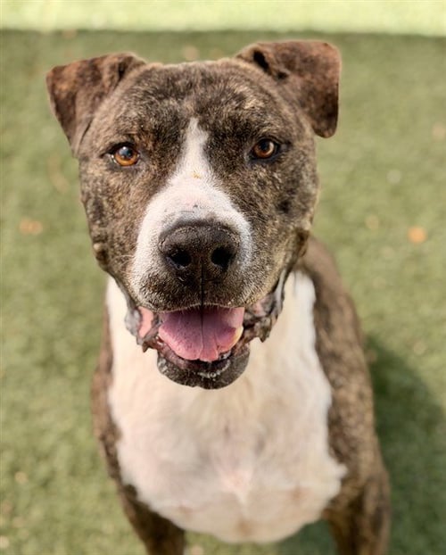 XERXES - Pit Bull Terrier available for adoption