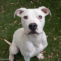 CASPER - Photo 1