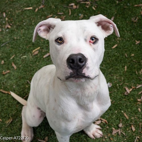 CASPER - Pit Bull Terrier available for adoption