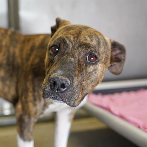 COOKIE - Pit Bull Terrier available for adoption