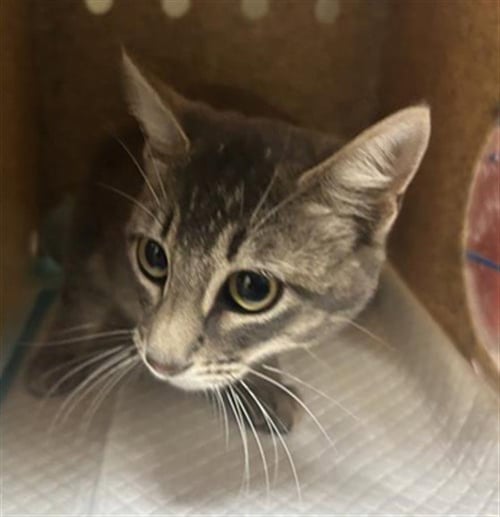 ARTEMIS - Domestic Short Hair available for adoption