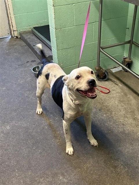BIANCA - Pit Bull Terrier available for adoption